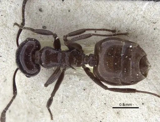 Crematogaster nosibeensis specimen CASENT0916702 image casent0916702_1