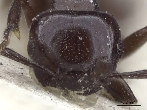 Crematogaster nosibeensis specimen CASENT0916702 image casent0916702_2