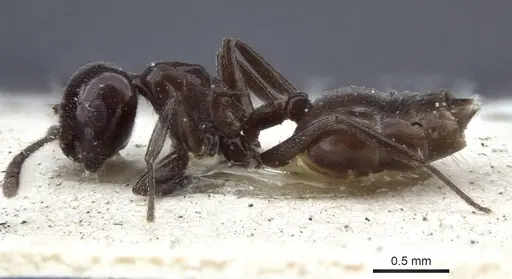 Crematogaster nosibeensis specimen CASENT0916702 image casent0916702_3