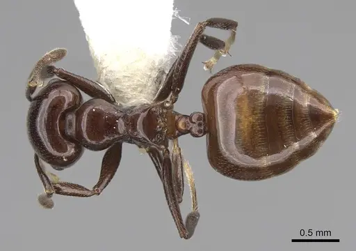 Crematogaster nosibeensis specimen CASENT0922642 image casent0922642_1