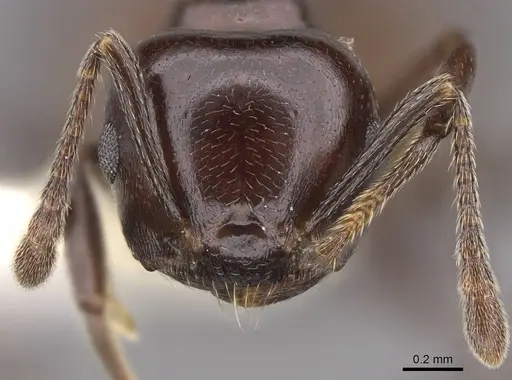 Crematogaster nosibeensis specimen CASENT0922642 image casent0922642_2