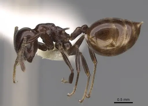 Crematogaster nosibeensis specimen CASENT0922642 image casent0922642_3