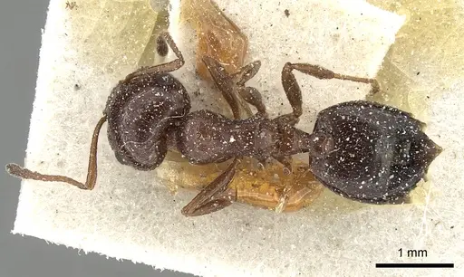 Crematogaster oasium specimen CASENT0249820 image casent0249820_1