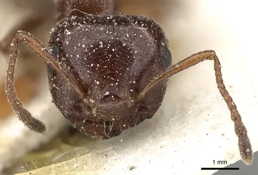 Crematogaster oasium specimen CASENT0249820 image casent0249820_2