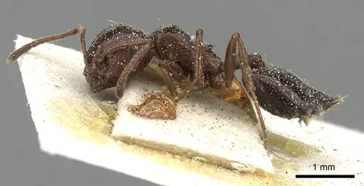 Crematogaster oasium specimen CASENT0249820 image casent0249820_3