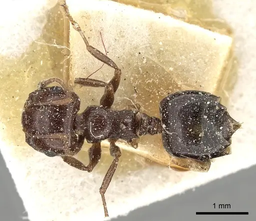 Crematogaster oasium specimen CASENT0249821 image casent0249821_1
