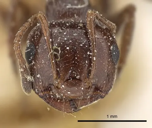 Crematogaster oasium specimen CASENT0249821 image casent0249821_2