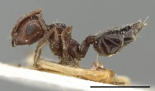 Crematogaster oasium specimen CASENT0249821 image casent0249821_3