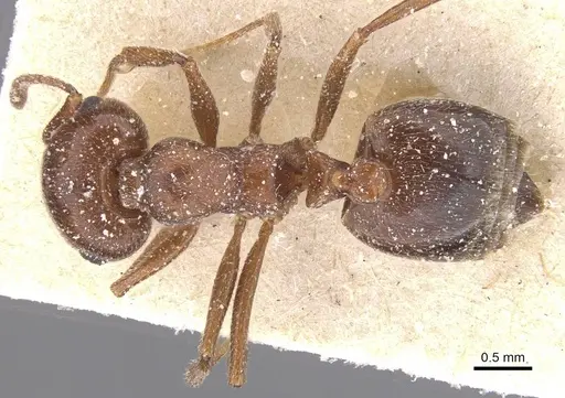 Crematogaster oasium specimen CASENT0912708 image casent0912708_1