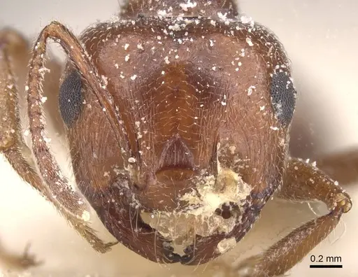 Crematogaster oasium specimen CASENT0912708 image casent0912708_2