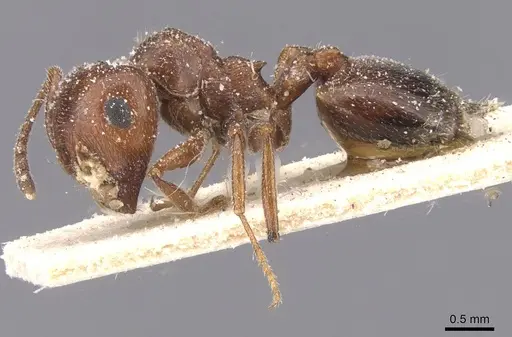 Crematogaster oasium specimen CASENT0912708 image casent0912708_3