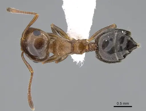 Crematogaster oasium specimen CASENT0922286 image casent0922286_1