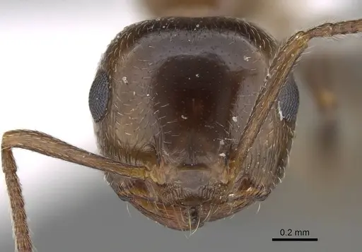 Crematogaster oasium specimen CASENT0922286 image casent0922286_2
