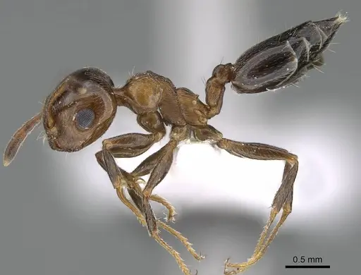 Crematogaster oasium specimen CASENT0922286 image casent0922286_3