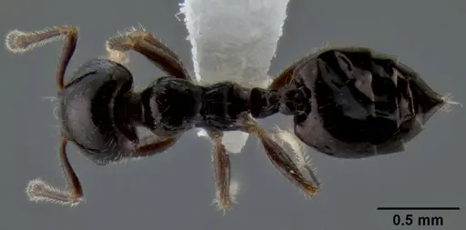 Crematogaster obnigra specimen CASENT0193112 image casent0193112_1