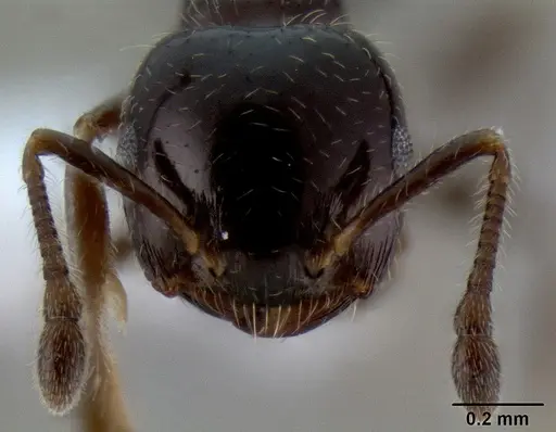 Crematogaster obnigra specimen CASENT0193112 image casent0193112_2