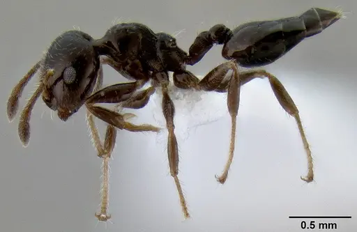 Crematogaster obnigra specimen CASENT0193112 image casent0193112_3