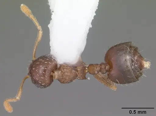 Crematogaster obscurata specimen CASENT0103800 image casent0103800_1
