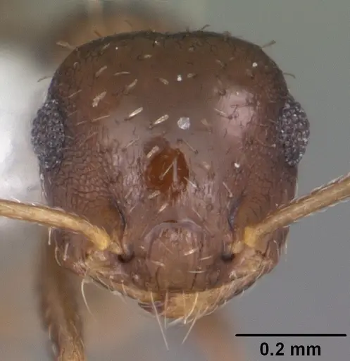 Crematogaster obscurata specimen CASENT0103800 image casent0103800_2