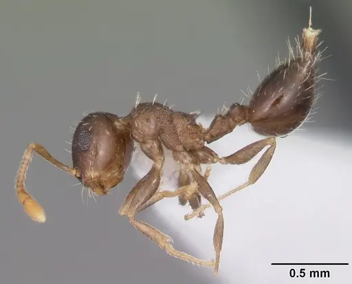 Crematogaster obscurata specimen CASENT0103800 image casent0103800_3