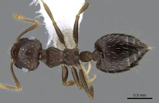 Crematogaster obscurata specimen CASENT0914637 image casent0914637_1
