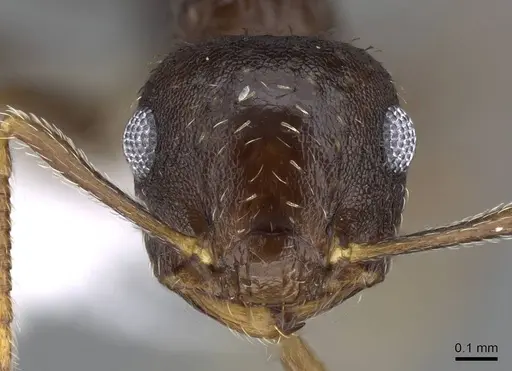 Crematogaster obscurata specimen CASENT0914637 image casent0914637_2