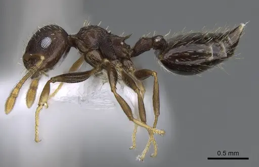 Crematogaster obscurata specimen CASENT0914637 image casent0914637_3