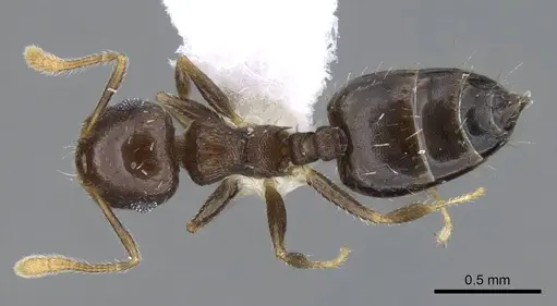 Crematogaster obscurata specimen CASENT0914638 image casent0914638_1