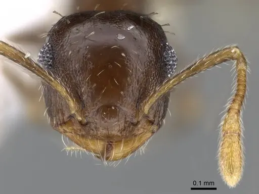 Crematogaster obscurata specimen CASENT0914638 image casent0914638_2