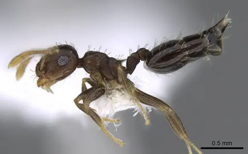 Crematogaster obscurata specimen CASENT0914638 image casent0914638_3