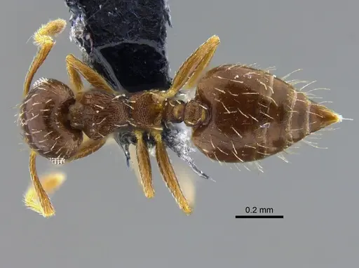 Crematogaster obscurata specimen CBUMAGENT42077 image cbumagent42077_1