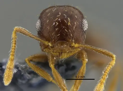 Crematogaster obscurata specimen CBUMAGENT42077 image cbumagent42077_2