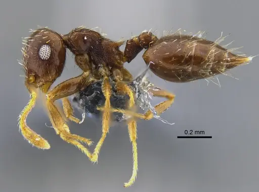 Crematogaster obscurata specimen CBUMAGENT42077 image cbumagent42077_3