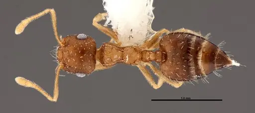 Crematogaster obscurata specimen FMNHINS0000088665 image fmnhins0000088665_1