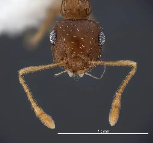 Crematogaster obscurata specimen FMNHINS0000088665 image fmnhins0000088665_2
