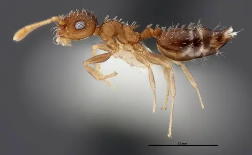Crematogaster obscurata specimen FMNHINS0000088665 image fmnhins0000088665_3