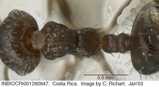 Crematogaster obscurata specimen INBIOCRI001280847 image inbiocri001280847_1