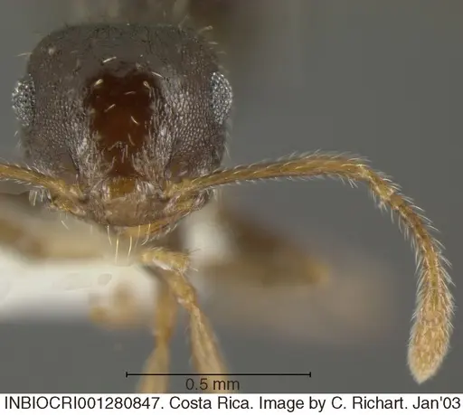 Crematogaster obscurata specimen INBIOCRI001280847 image inbiocri001280847_2