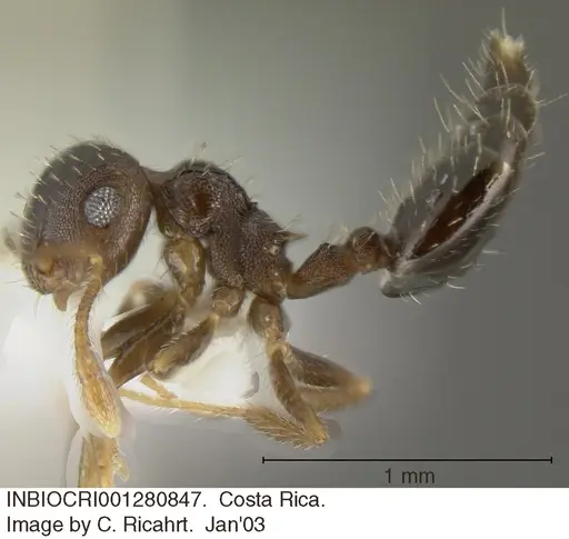Crematogaster obscurata specimen INBIOCRI001280847 image inbiocri001280847_3