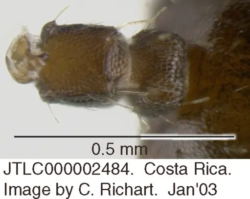 Crematogaster obscurata specimen JTLC000002484 image jtlc000002484_1