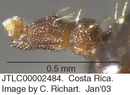 Crematogaster obscurata specimen JTLC000002484 image jtlc000002484_2