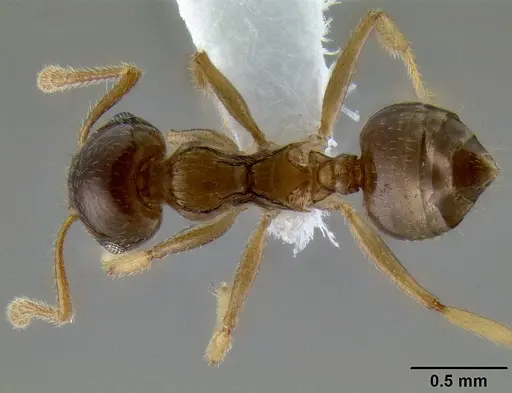Crematogaster ochracea specimen CASENT0193607 image casent0193607_1
