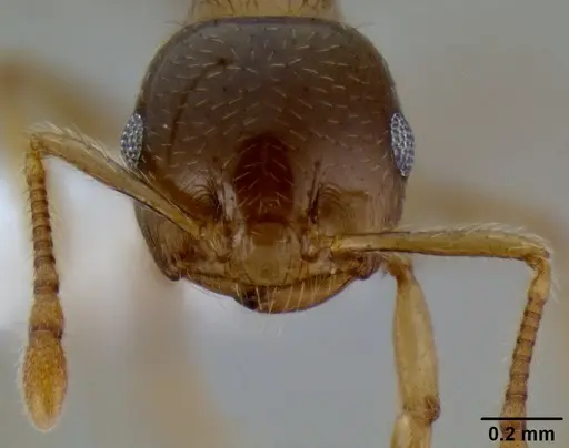 Crematogaster ochracea specimen CASENT0193607 image casent0193607_2