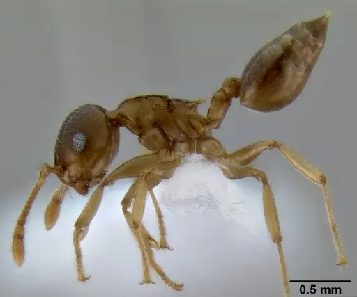 Crematogaster ochracea specimen CASENT0193607 image casent0193607_3