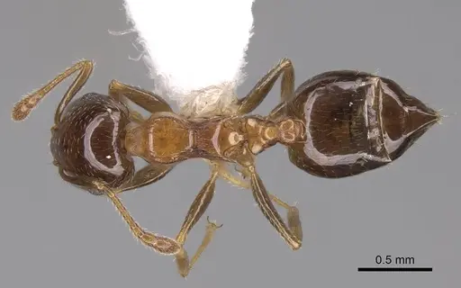 Crematogaster ochracea specimen CASENT0922663 image casent0922663_1