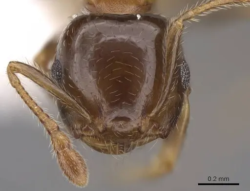 Crematogaster ochracea specimen CASENT0922663 image casent0922663_2