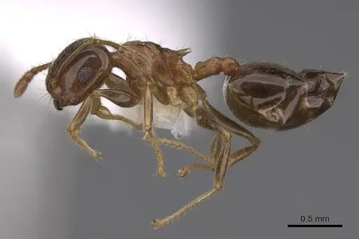 Crematogaster ochracea specimen CASENT0922663 image casent0922663_3