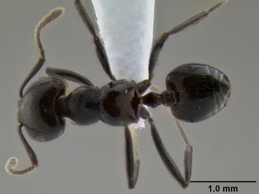 Crematogaster onusta specimen CASENT0193714 image casent0193714_1