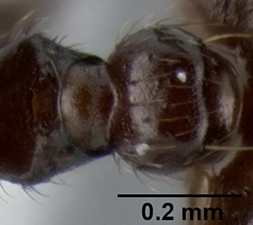 Crematogaster onusta specimen CASENT0193714 image casent0193714_2