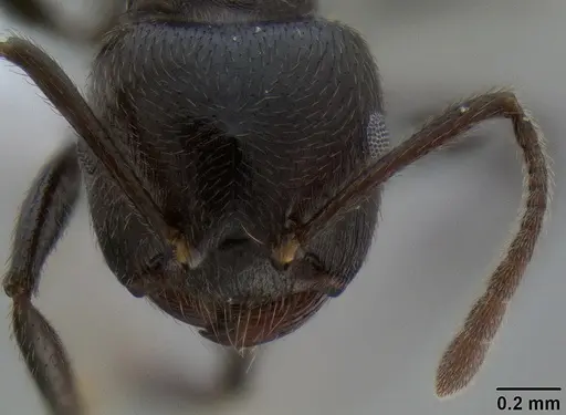 Crematogaster onusta specimen CASENT0193714 image casent0193714_3